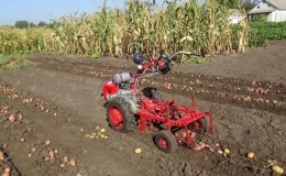 Hvordan grave poteter med en baktraktor