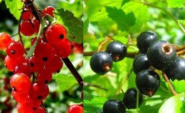 Rules for crop rotation when growing berries: is it possible to plant black currants and red currants side by side?