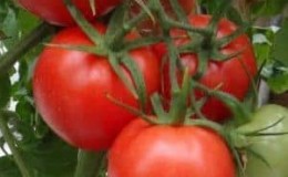 Apakah jenis tomato standard dan yang mana antara mereka dianggap terbaik di kalangan tukang kebun