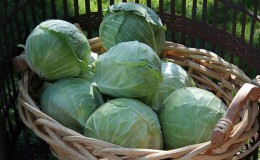 When and how to remove cabbage from the garden