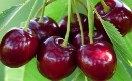 Ang pinakamatamis na uri ng cherry para sa gitnang Russia