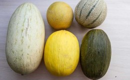 Welche Arten und Sorten von Melonen gibt es?