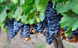 Slavenā vīna vīnogu šķirne Malbec