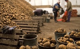 Nyanserna av att lagra potatis i ett grönsakslager: hur man skapar optimala förhållanden för skörden