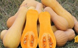 Las variedades más populares de calabazas en forma de pera: cómo cultivarlas y qué es importante saber sobre ellas.