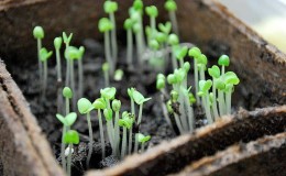 Gunstige dagen en omstandigheden voor het planten van basilicum