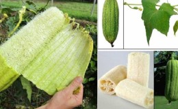 El tipus més inusual de carbassa Luffa: què és i com fer-ne una tovallola natural útil