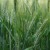 What are the varieties of barley, their characteristics and descriptions