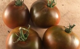 Varieti bersahaja dengan warna yang luar biasa dan rasa yang unik - tomato Black Prince dan ciri penanamannya