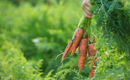 How to determine when to remove carrots from the garden for storage