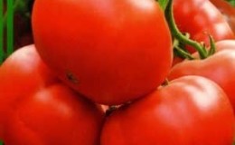 Hibrid berbuah besar dan masak awal untuk kegunaan sejagat - tomato Strega f1