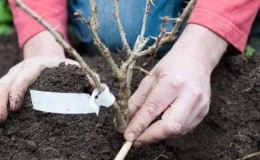 Plantar e cuidar de groselhas em campo aberto na primavera