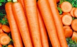 Late-ripening and high-yielding carrots Emperor: description of the variety