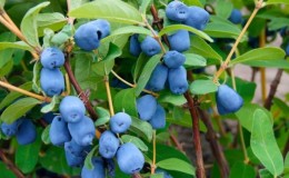 Die besten Möglichkeiten, Geißblatt frisch und verarbeitet für den Winter aufzubewahren