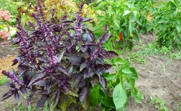 Variety of varieties of basil: description and characteristics of varieties