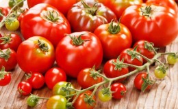 Why tomatoes are harmful and beneficial for humans