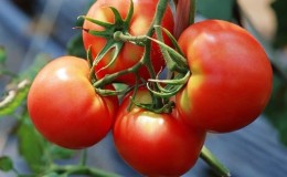 Hibrid baru dengan semak yang kuat dan penuaian tomato yang banyak - tomato Katrina f1