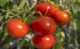 Penuaian awal yang kaya untuk menggembirakan setiap penduduk musim panas - tomato Polbig