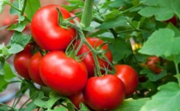 Tidtestet og elsket av mange sommerboere, Dubrava-tomaten: hva er bra og hvorfor det er verdt å dyrke det