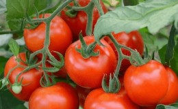 Pilihan yang baik walaupun untuk tukang kebun pemula adalah tomato Mashenka dan rahsia menanamnya untuk mendapatkan hasil tuaian yang banyak