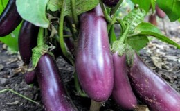 Een pretentieloze variëteit aan aubergines, Robin Hood, ideaal voor beginnende boeren