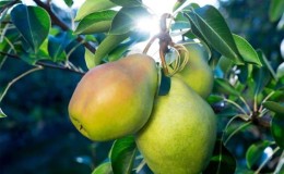 O que há de bom na pêra orvalho de agosto e por que vale a pena cultivá-la