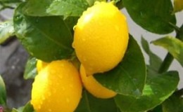 All about lemon - is it a vegetable, berry or fruit?