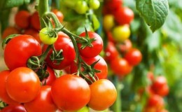 Comment pulvériser correctement les tomates avec du permanganate de potassium