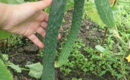 What is unique about the Chinese cucumber and how to get a decent harvest?