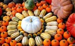 Le migliori varietà di zucca per semi: caratteristiche di scelta e sfumature di coltivazione