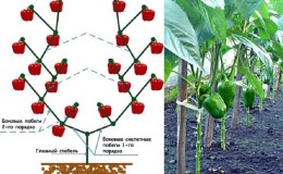 Como formar um arbusto de pimenta: instruções para iniciantes e erros comuns