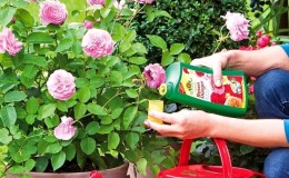 Com i què alimentar les roses al juliol per a una floració exuberant