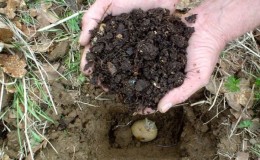 Preparing the soil for planting potatoes: what soil acidity is needed