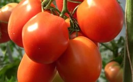 Hibrid yang lazat untuk gourmet sejati - tomato Velikosvetsky: mari kita berkenalan dengan spesies dan cuba menanamnya