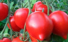 Kami mendapat penuaian rekod dengan tomato Hali gali: hacks kehidupan untuk tukang kebun dan peraturan asas untuk menjaga hibrid