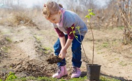 Una guía para plantar almendras en otoño para jardineros principiantes