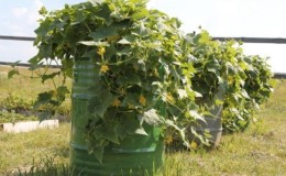 Cultivo paso a paso de pepinos en barril, fotos y consejos útiles.