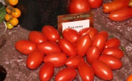 Hasil yang tinggi dan tahan lama dengan penjagaan yang betul - Tomato Khokhloma dan rahsia penanamannya