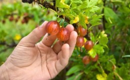 ¿Cuándo maduran las grosellas y cómo determinar el grado de madurez?