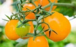 Unusual-looking and amazingly tasty Honey Drop tomato