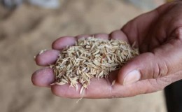 Composição e características de utilização da casca de arroz