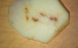 Por que existem manchas nas batatas: medidas para combater manchas glandulares e outras doenças