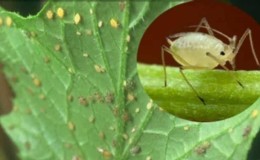 Bagaimana untuk melawan aphids pada timun: ubat-ubatan rakyat terbaik