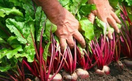 We grow table beets correctly: from choosing a variety to harvesting