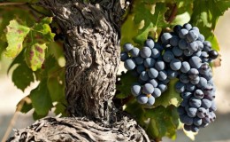 Variedad de uva Garnacha, amante del calor y de alto rendimiento.