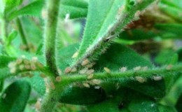 How dangerous are aphids on petunia and how to effectively fight them