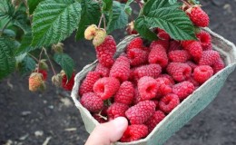 As melhores variedades de framboesas de frutos grandes