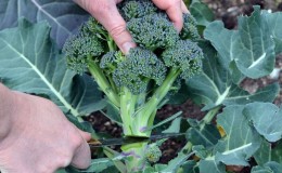 Quand récolter et comment conserver le brocoli