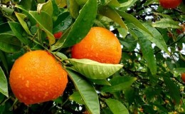 What is an orange tree and how does it bloom?