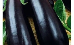 A relatively new eggplant variety called Almaz, but one that has become a favorite among summer residents.